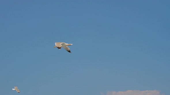 Seagull Gliding in Blue Sky. Travel Trends. Two Seagulls Soaring in Blue Sky. Soaring Seagull in the