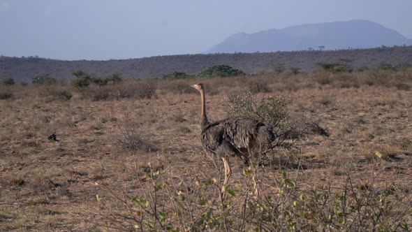 Struthio molybdophanes in slow motion alt