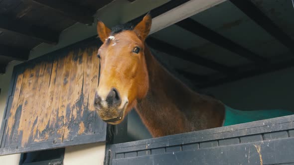 Brown Horse Horses is Looking From the Windows