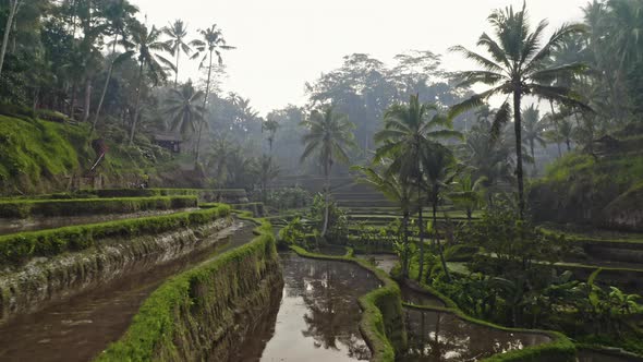 Drone Through Tegalalang Terraced Fields alt