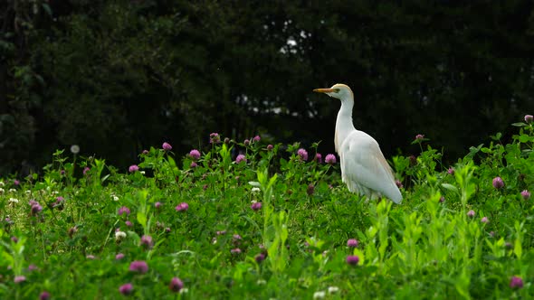Western Cattle Egret alt