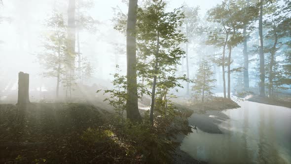 Sun Rising in a Forest with Fog alt