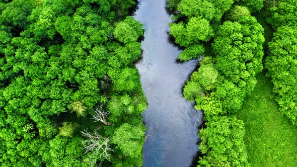 Aerial view of stunning old green forest and river in Tuchola natural park, Poland alt