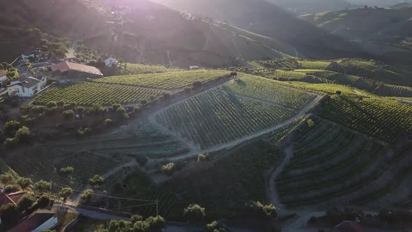 Tilting up over the Douro Valley to look into the rising sun, casting a beautiful sun glare. Aerial, alt