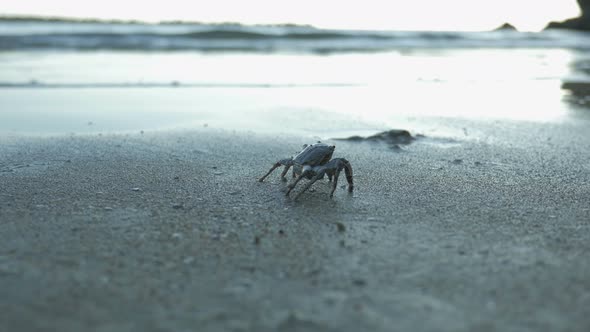 Crab Walks Slowly Along Seashore alt