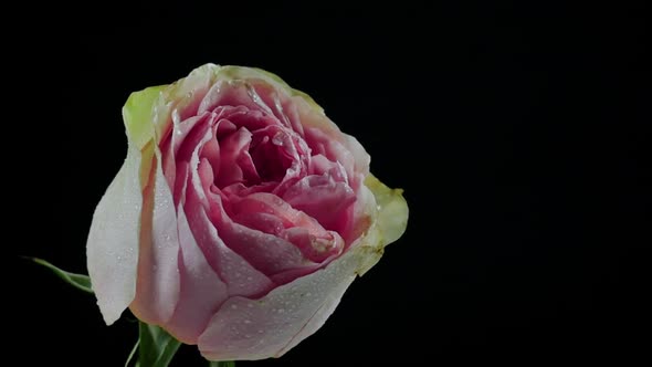 Rose Close up on Black Background