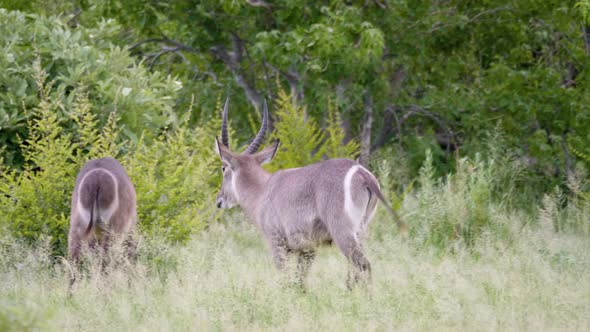 Two Waterbuck rams walk through a grassy field in Botswana. Panning telephoto shot. alt