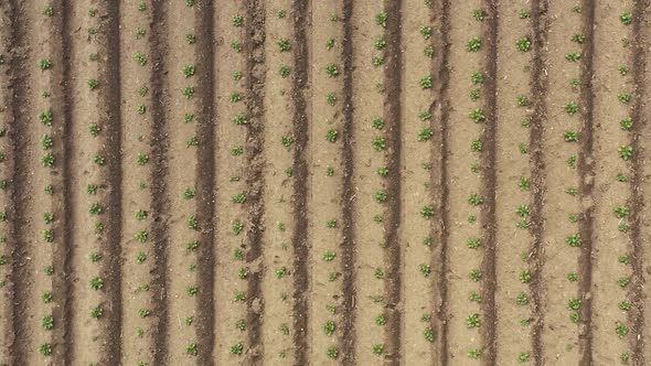 Aerial Zoom Out at Plowed Field with Potato Seedlings on the Rows.