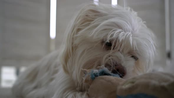 Cute adorable small little white crème dog playing with stuffed toy on carpet ground Yorkshire Malte alt