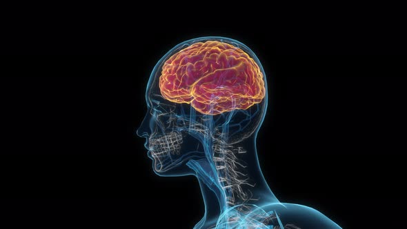 Female brain 3d hologram alt