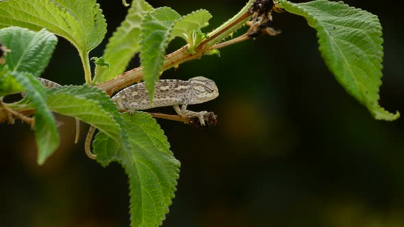 Little Baby Chameleon in a Branch alt