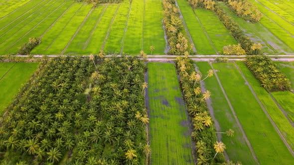 Aerial view oil palm and coconut tree in paddy field alt