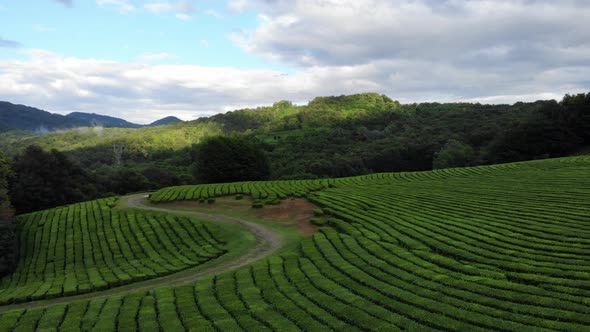 Drone Shot Aerial Beautiful Landscape at Tea Plantation. Beautiful Road in the Field alt