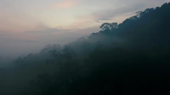 Aerial Drone Flight over Misty Morning in Primeval Rainforest