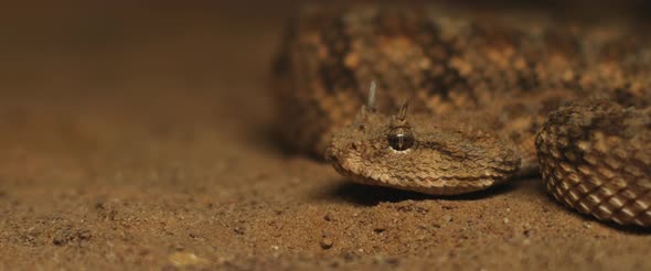 Close up of horned viper snake taking out its tongue while moving alt