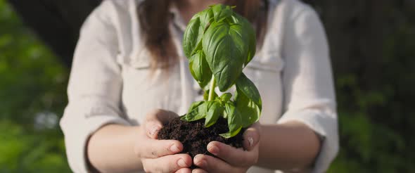 Young Woman Holding a Basil Plant with Soil. Mother Nature, Earth Day  alt