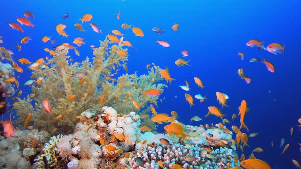 Underwater Colourful World