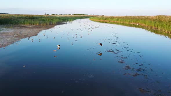 River Birds Flying Away From the Drone alt