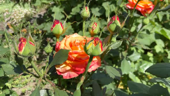 Closeup Decorative Yellow Red Rose