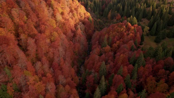 Flying Over Colorful Autumn Forest Tree Crowns at Sunrise