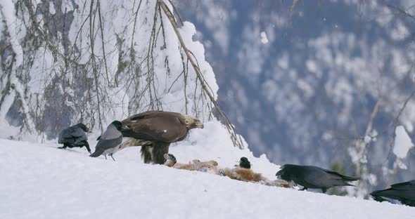 Golden Eagle Show Power and Scaring Away Birds From Dead Animal at Mountain in the Winter