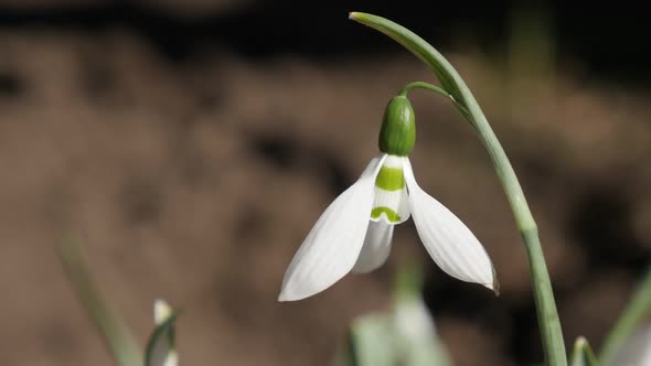 Slow motion  outdoor scene with common snowdrop on the wind 1920X1080 HD footage - Gentle garden pla alt