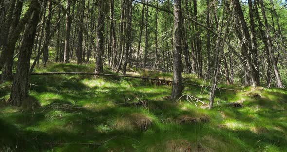 The Crévoux valley, Embrun, Hautes Alpes department, France alt