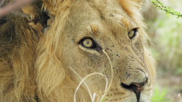 Extreme Close Up Of A Male Lion Shaking His Head At Central Kalahari Game Reserve In Botswana. alt