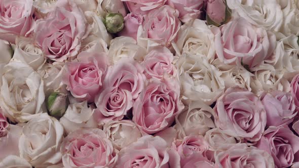 Thriving of Full Bloom Flowerscape Floral Visual of Live Flowers Roses Background alt