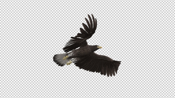 Eurasian White-tailed Eagle - Flying Transition I