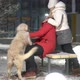 Beautiful Happy Family with a Big Dog Having Fun in the Winter in the City - VideoHive Item for Sale