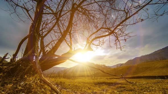 Time Lapse of Death Tree and Dry Yellow Grass at Mountian Landscape with Clouds and Sun Rays alt