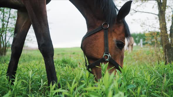 A Dark Bay Horse Grazing In The Beautiful Field Meadows Horse Eating ...