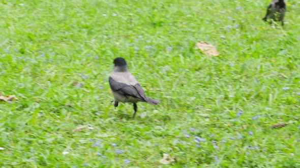 Close of crow wondering around on vibrant grass meadow, tracking shot, day alt