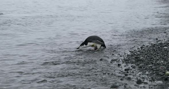 MS Chinstrap Penguin (Pygoscelis antarcticus) drinking water at Half Moon Island / Antarctica