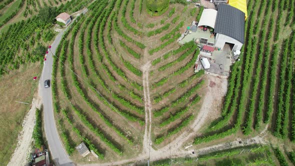 Aerial View of Vineyard Fields on the Hills in Italy Growing Rows of Grapes alt