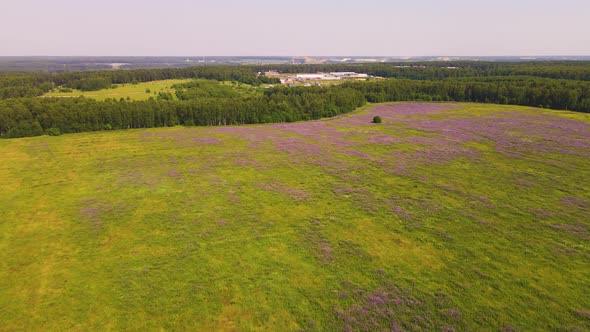Wide Field of Purple Lupines Aerial View alt