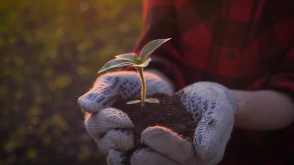 Farmer Hand Holding Leaf of Cultivated Plant. Hands Holding Pile of Arable Soil. Agriculture alt
