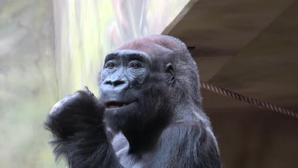 Gorilla having lunch (Gorilla gorilla). 
