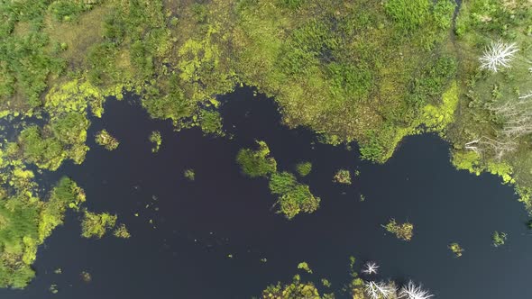 Aerial Cinematic Drone View of European Forest with Swamps and Lakes