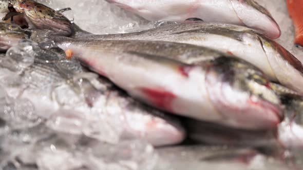 Close-up of group of dorada on ice in fish market.