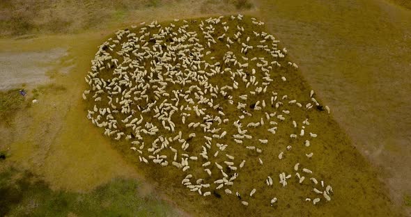 Herd of a Group of Sheep in the Middle of the Green Field alt