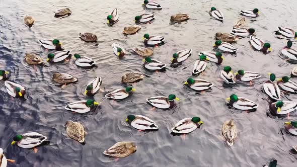 A Lot of Ducks Males with a Green Head Swim in the Water on Sunset alt