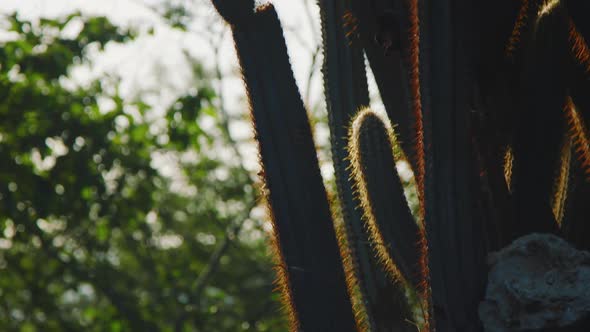 In the shot you can see close up tilt of Cactus plant. alt