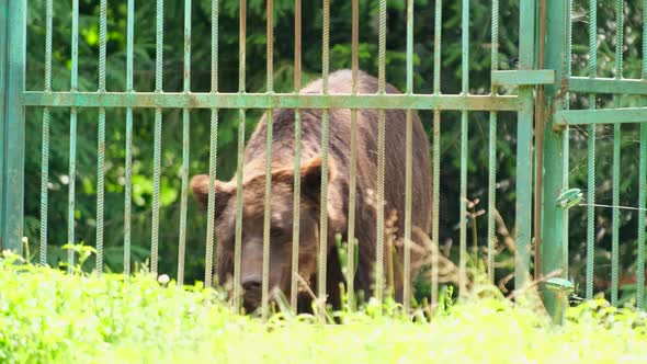 Rehabilitation Center for Bears in the Carpathians Ukrainer an Old Grizzly Bear alt