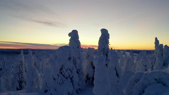 Aerial view flying between snow covered Lapland wintertime forest trees across orange sunrise landsc alt