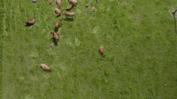 Aerial top down shot of happy cows resting and sleeping on green field in sun alt