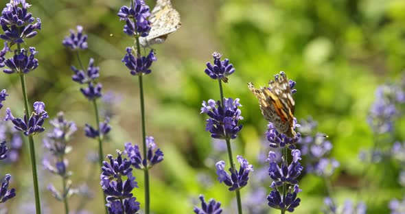 Butterfly on Purple Flowers