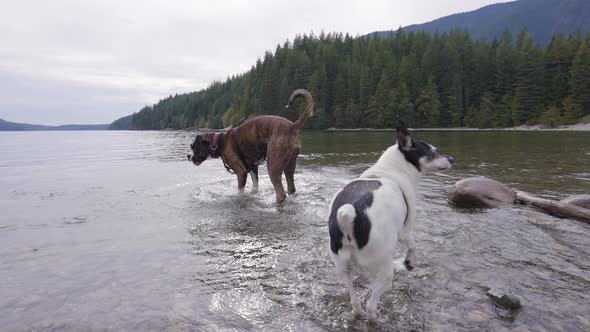 Cute Dogs Boxer and Toy Fox Terrier Playing in Canadian Lake alt