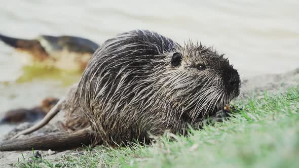 Nutria Eats on the Lawn in Front of a River alt